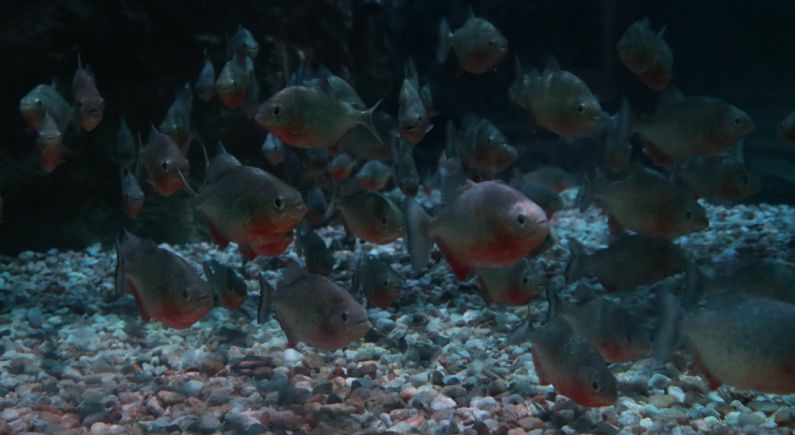 Oceanic Aquarium em Balneário Camboriú